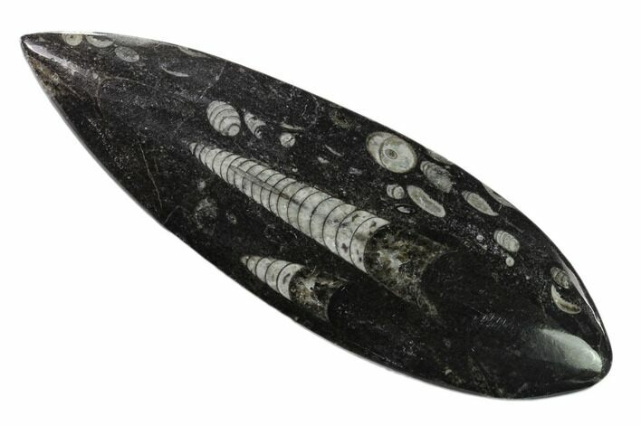 Polished Fossil Orthoceras (Cephalopod) - Morocco #138384